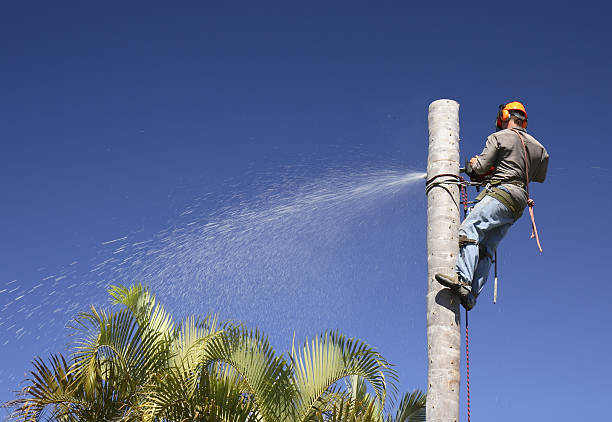 How Our Tree Care Process Works  in  Gallatin, TN