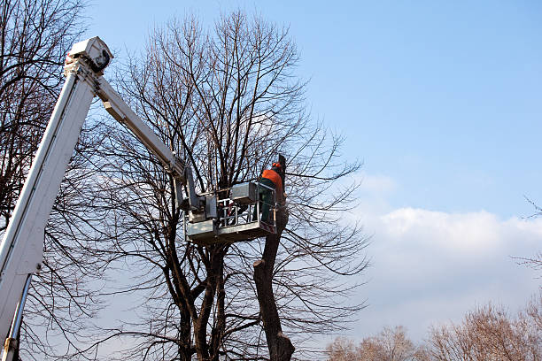 Trusted Gallatin, TN Tree Care Experts