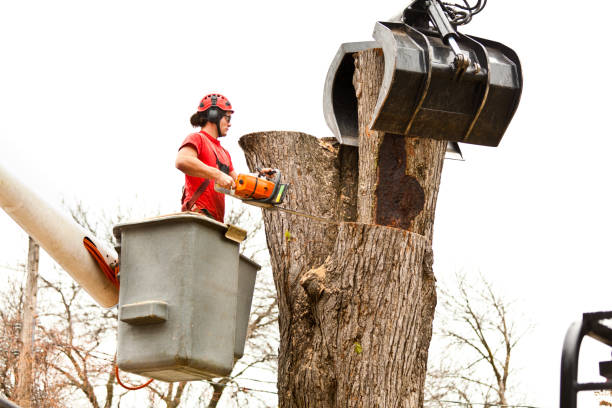 Tree and Shrub Care in Gallatin, TN